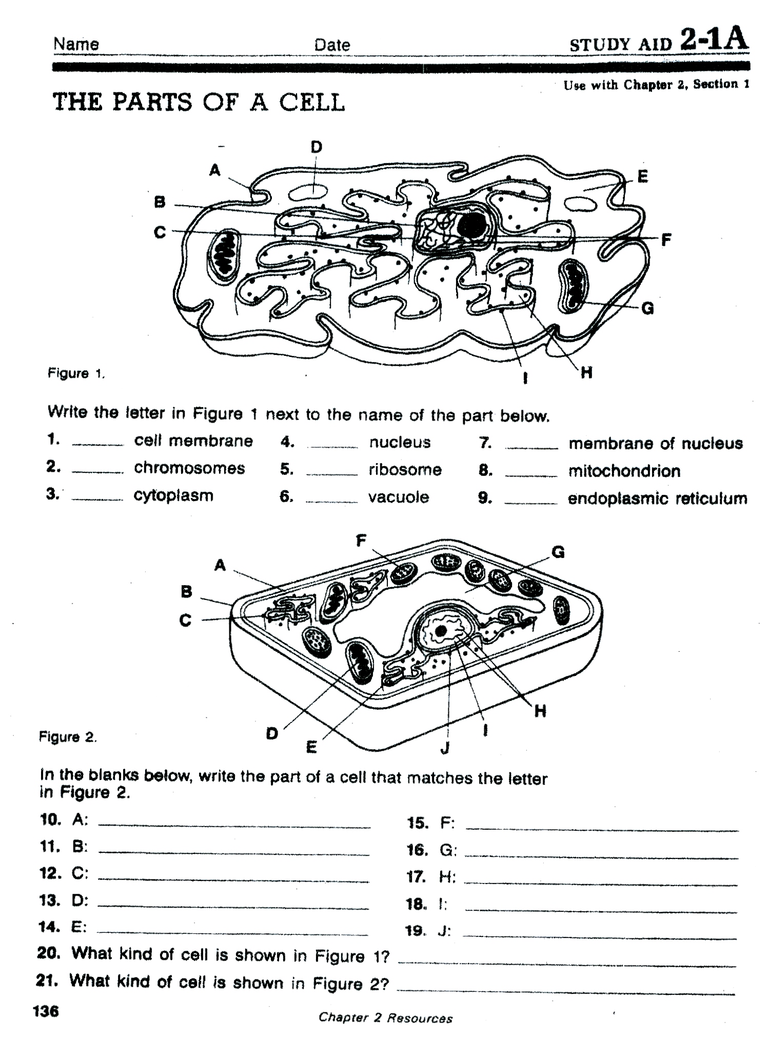 superstar-worksheets-animal-and-plant-cell